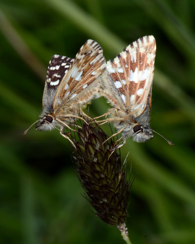 Coppia di Pyrgus da determinare